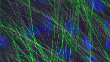 Centre for Inflammation Biology & Cancer Immunology