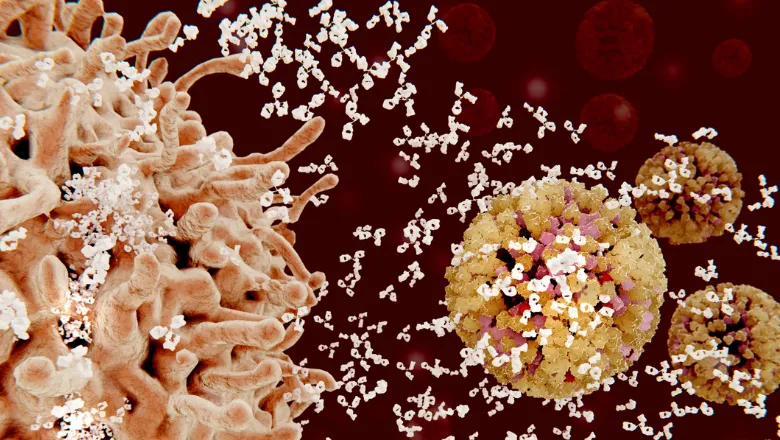 Perucha Lab B Effector Cells thumbnail 780x450