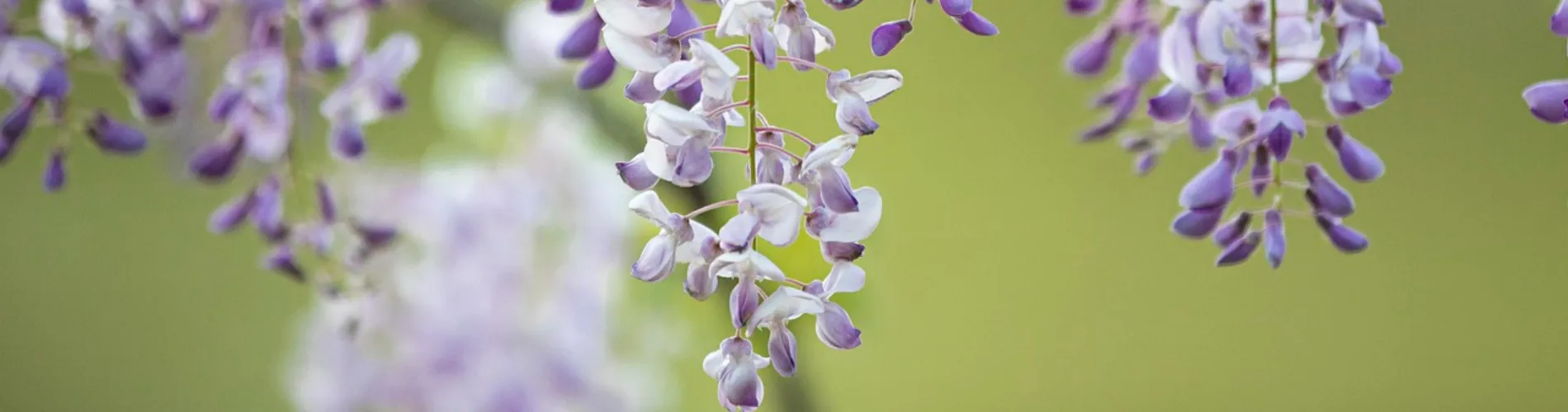 Lavender flowers