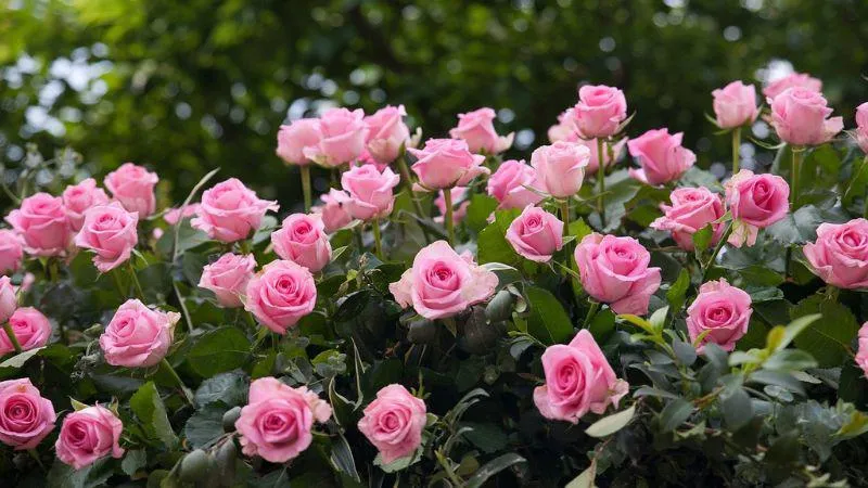 A bunch of pink roses in a garden