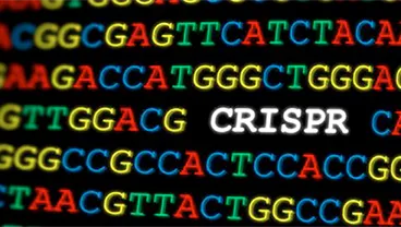 Translational Research in Genetic Diseases Group
