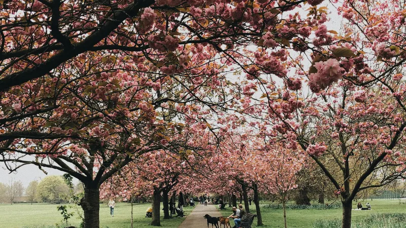 Cherry blossom trees in bloom in a London park.